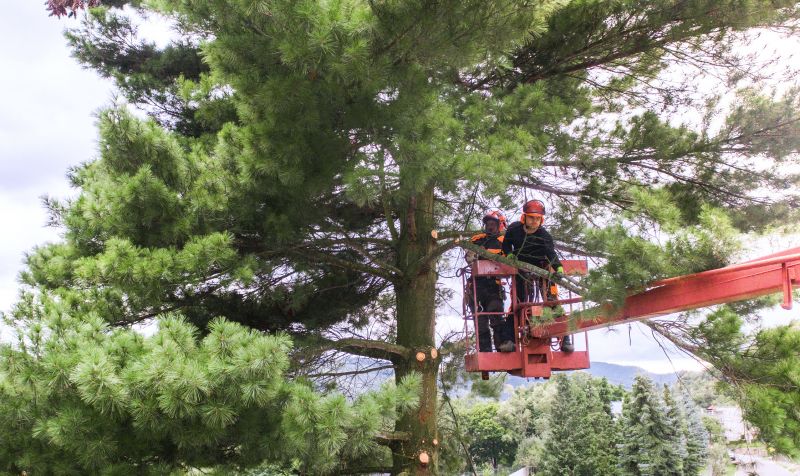 Pine Tree Trimming