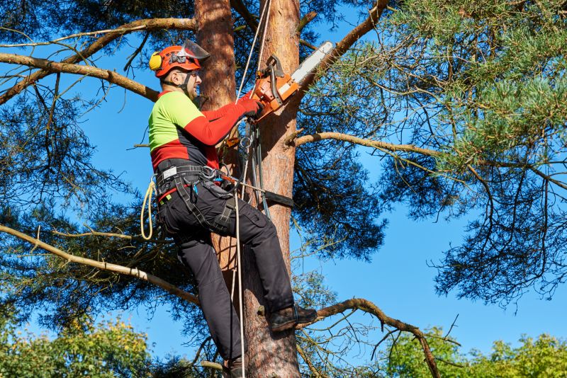 Tree Shearing