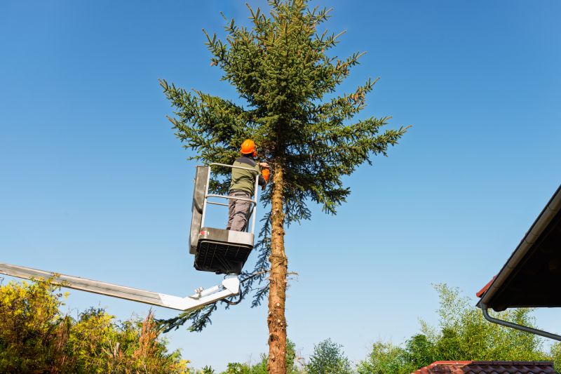 Tree Trimming Service