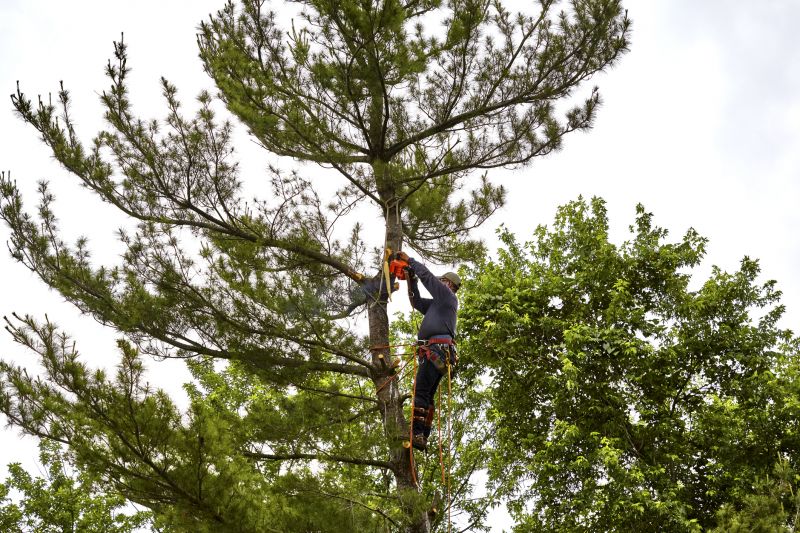 Pine Tree Trimming detail
