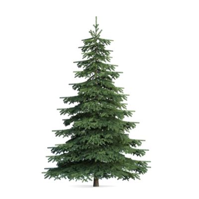 Improve The Look and Shape of Your Tree!