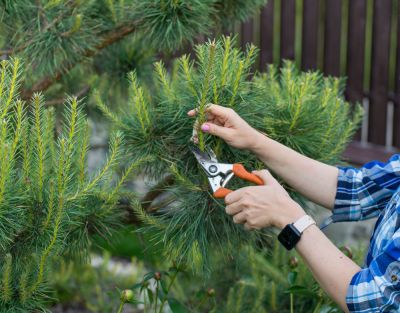 Trim Dead or Diseased Branches!